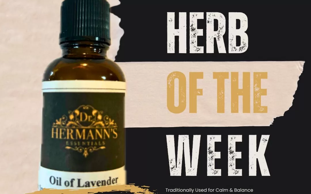 Lavender: The Timeless Herb of Calm, Comfort & Culinary Delight